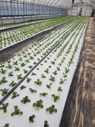 청양고추30914님의 상추 · 영농일지 작성글 사진