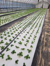 팜모닝 상추·영농일지 게시글 이미지