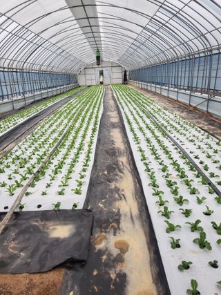 청양고추30914님의 상추 · 영농일지 작성글 사진