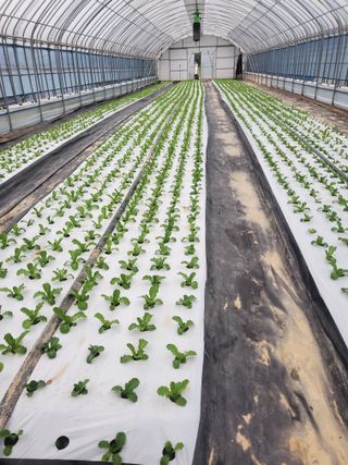 청양고추30914님의 상추 · 영농일지 작성글 사진