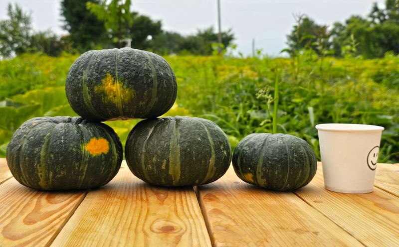 김쌤농장님의 장터 판매 상품 [남해 미니단(밤)호박 판매(판매완료)] 첨부 사진