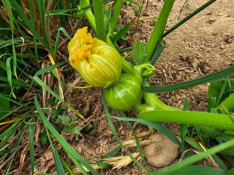 김쌤농장님의 장터 판매 상품 [남해 미니단(밤)호박 판매(판매완료)] 첨부 사진