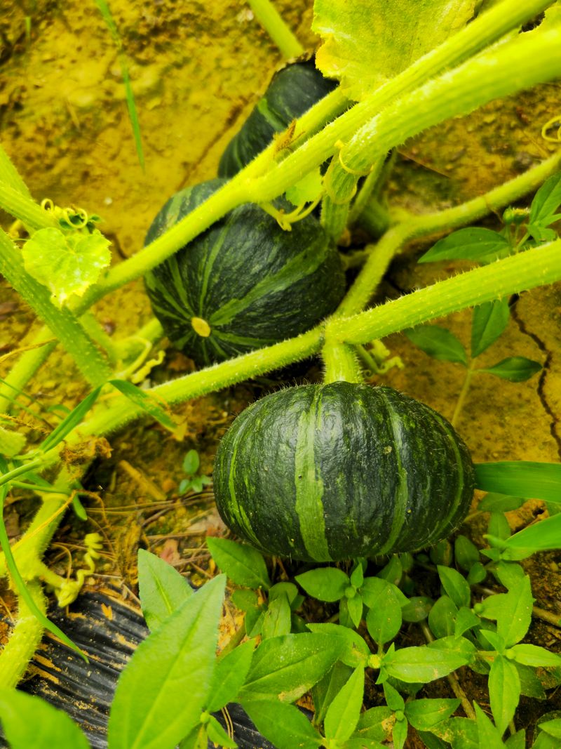 김쌤농장님의 장터 판매 상품 [남해 미니단(밤)호박 판매(판매완료)] 첨부 사진