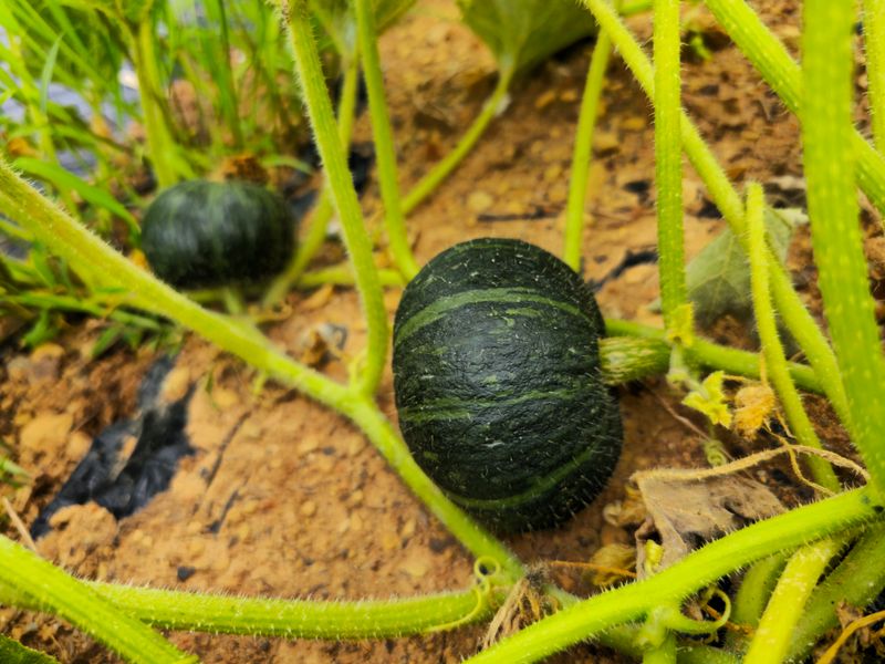 김쌤농장님의 장터 판매 상품 [남해 미니단(밤)호박 판매(판매완료)] 첨부 사진