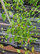 팜모닝 고추·병해충상담 게시글 이미지