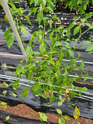 김용규님의 고추 · 병해충상담 작성글 사진