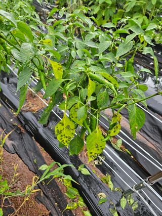 김용규님의 고추 · 병해충상담 작성글 사진