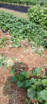 팜모닝 자유주제·자유게시판 게시글 이미지