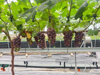 조영복님의 🎉상반기 결산 자랑하기 · 참여글 작성글 사진