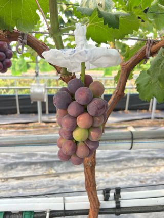 조영복님의 🎉상반기 결산 자랑하기 · 참여글 작성글 사진