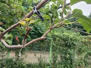 으아리님의 농사, 무엇이든 물어보세요! · 참여글 작성글 사진