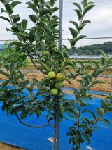 팜모닝 자유주제·자유게시판 게시글 이미지