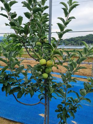 샘머리아지매님의 자유주제 · 자유게시판 작성글 사진