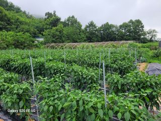 hkte님의 고추 · 일상 작성글 사진