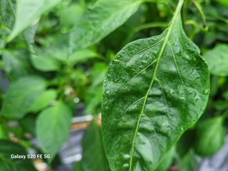 hkte님의 고추 · 일상 작성글 사진