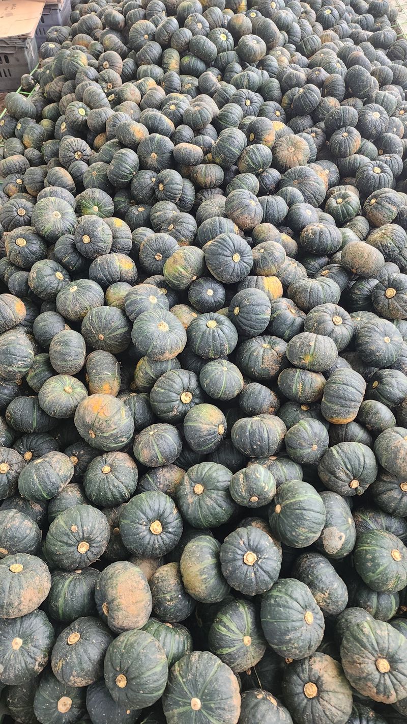 제주부자팜님의 장터 판매 상품 [제주미니단호박 5k 10k] 첨부 사진