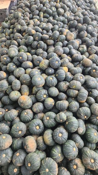 제주부자팜님의 작성글 사진