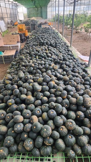 제주부자팜님의 작성글 사진