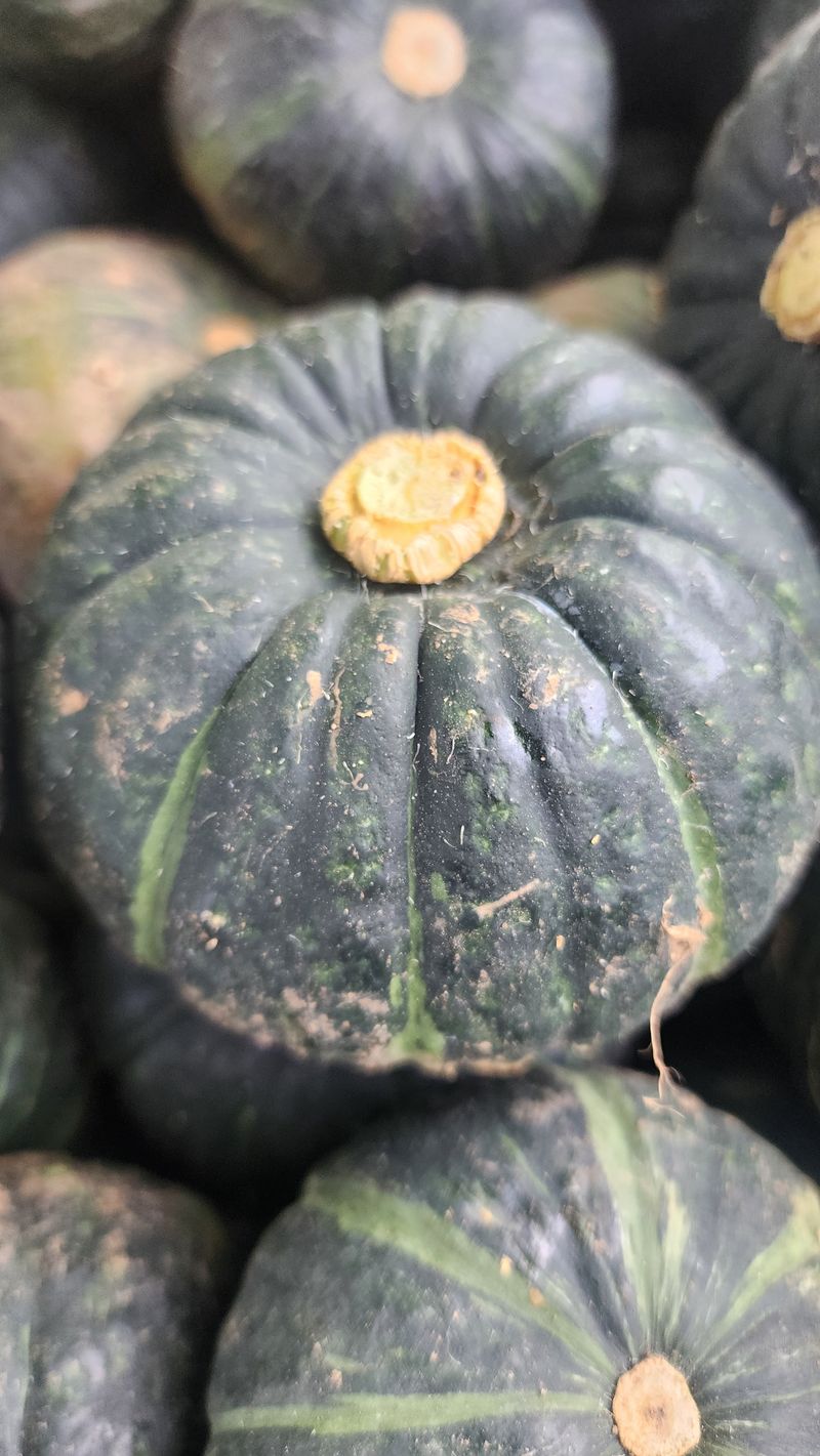 제주부자팜님의 장터 판매 상품 [제주미니단호박 5k 10k] 첨부 사진