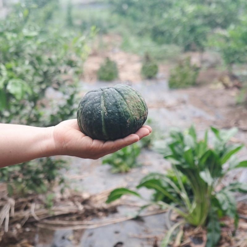제주부자팜님의 장터 판매 상품 [제주미니단호박 5k 10k] 첨부 사진