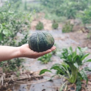 제주부자팜님의 작성글 사진