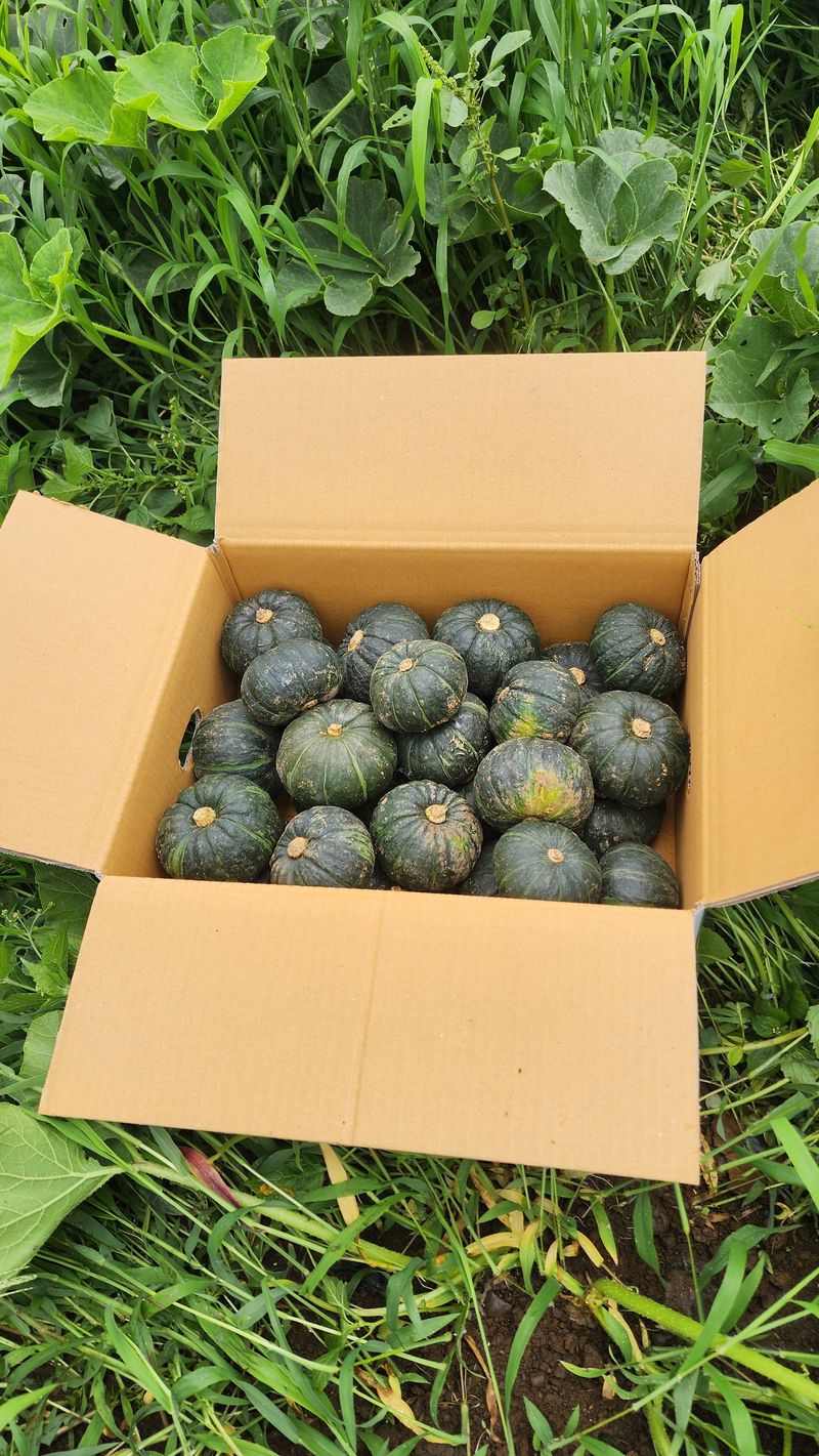 제주부자팜님의 장터 판매 상품 [제주미니단호박 5k 10k] 첨부 사진