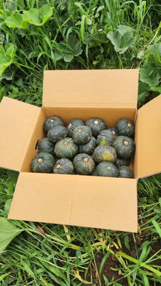 제주부자팜님의 작성글 사진