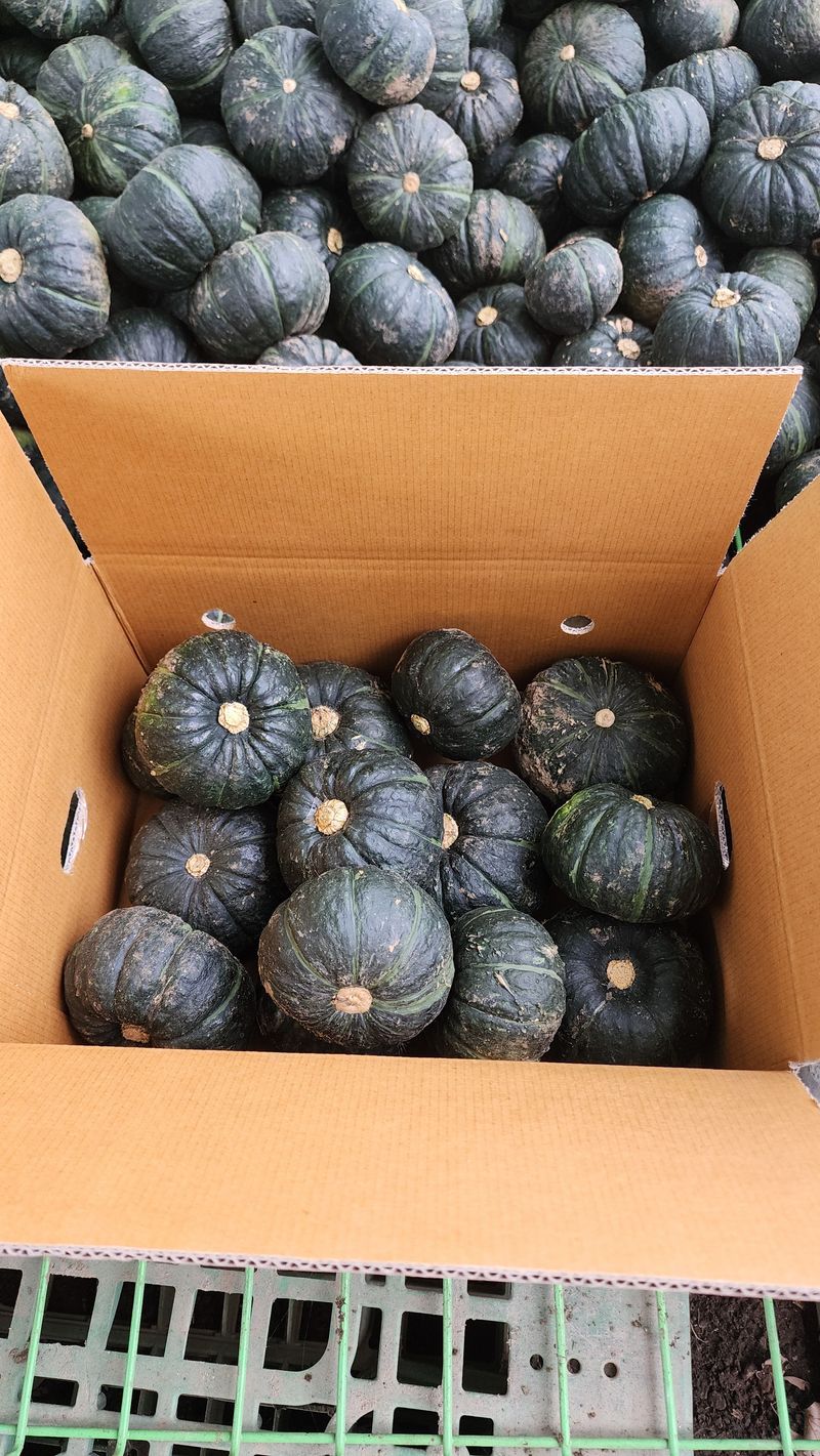 제주부자팜님의 장터 판매 상품 [제주미니단호박 5k 10k] 첨부 사진