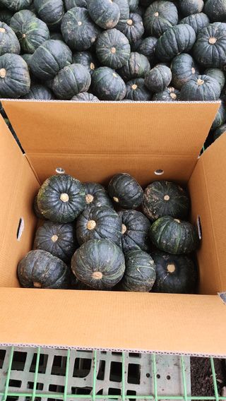 제주부자팜님의 작성글 사진