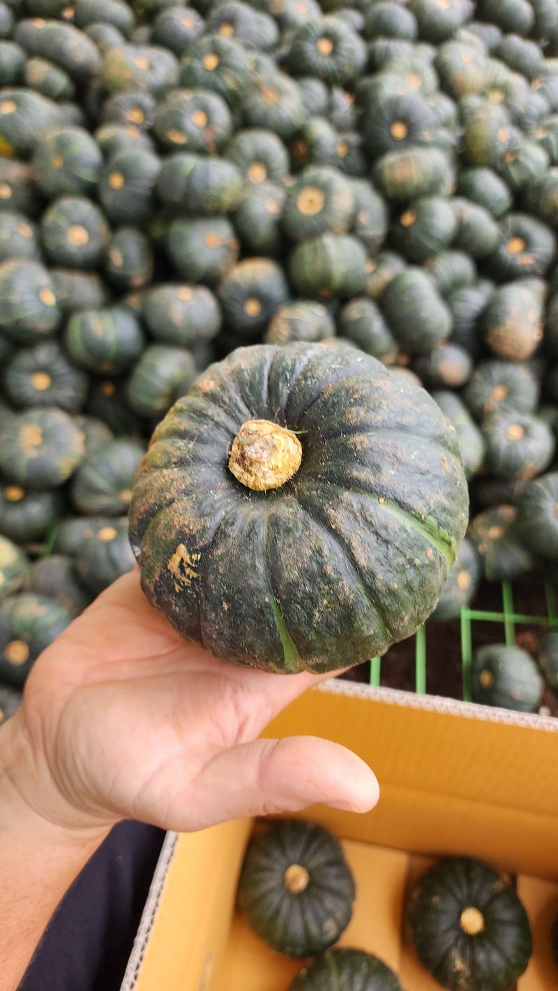 제주부자팜님의 장터 판매 상품 [제주미니단호박 5k 10k] 첨부 사진