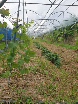 논산푸른팜님의 최고의 제초제는 무엇인가요?🌿 · 참여글 작성글 사진