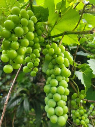 둥근마지기님의 기타작물 · 영농일지 작성글 사진