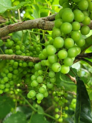 둥근마지기님의 기타작물 · 영농일지 작성글 사진