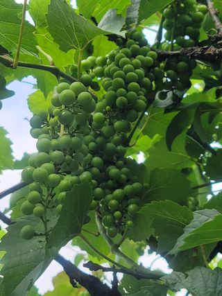 둥근마지기님의 기타작물 · 영농일지 작성글 사진