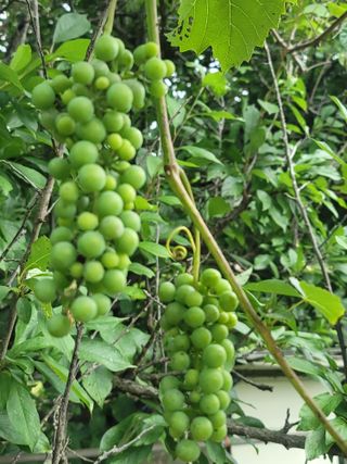 둥근마지기님의 기타작물 · 영농일지 작성글 사진