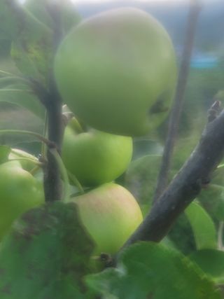 둥근마지기님의 사과 · 영농일지 작성글 사진