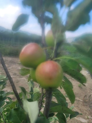 둥근마지기님의 사과 · 영농일지 작성글 사진