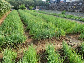 헐크님의 파 · 영농일지 작성글 사진