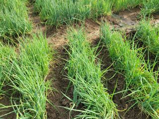 헐크님의 파 · 영농일지 작성글 사진