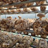 팜모닝 버섯·영농일지 게시글 이미지