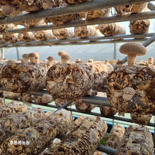 조미순님의 버섯 · 영농일지 작성글 사진