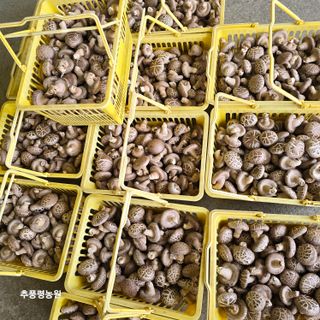 조미순님의 버섯 · 영농일지 작성글 사진