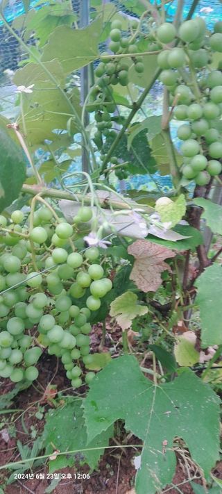 문경보님의 포도 · 영농일지 작성글 사진