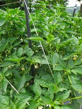 팜모닝 🎉상반기 결산 자랑하기·참여글 게시글 이미지