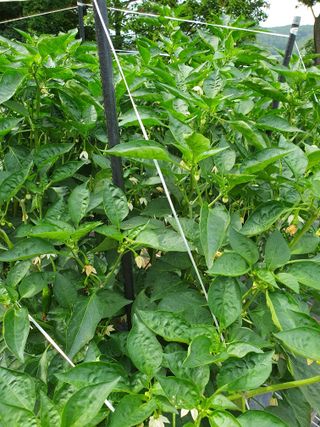 평강님의 🎉상반기 결산 자랑하기 · 참여글 작성글 사진