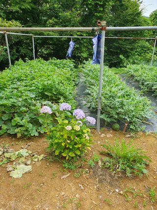 평강님의 🎉상반기 결산 자랑하기 · 참여글 작성글 사진