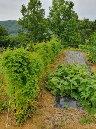 평강님의 🎉상반기 결산 자랑하기 · 참여글 작성글 사진