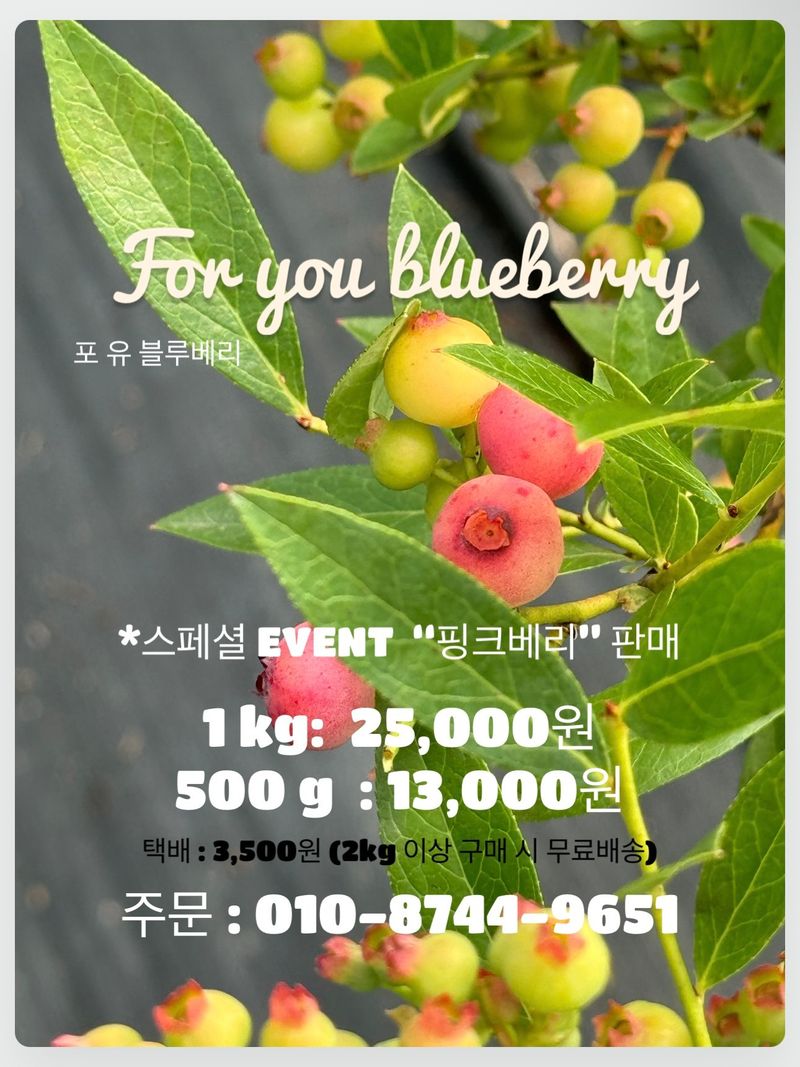 K1588님의 장터 판매 상품 [블루베리] 첨부 사진