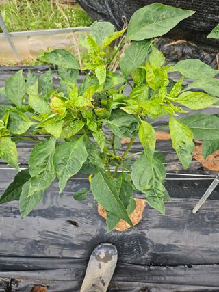 원머루 강낙도님의 농사, 무엇이든 물어보세요! · 참여글 작성글 사진