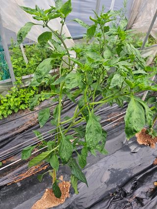 원머루 강낙도님의 농사, 무엇이든 물어보세요! · 참여글 작성글 사진